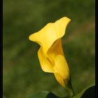 Die Leuchtende Calla.