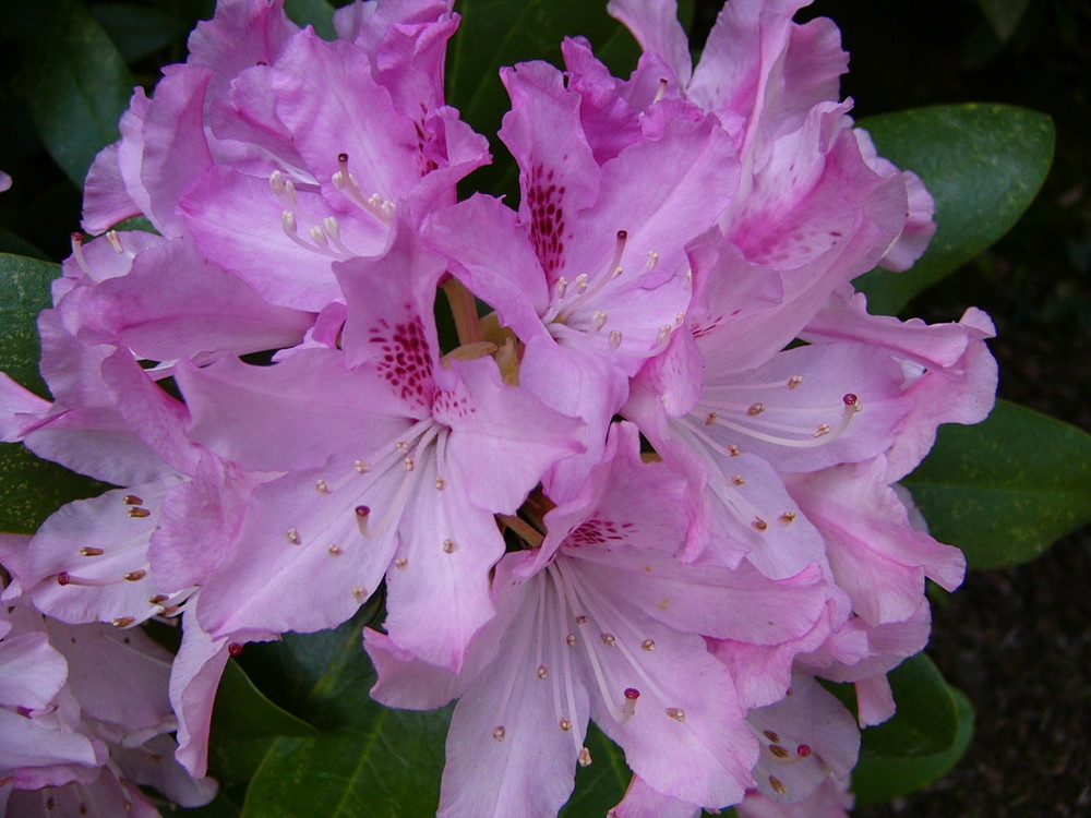 Die leuchtende Farbe des Frühlings