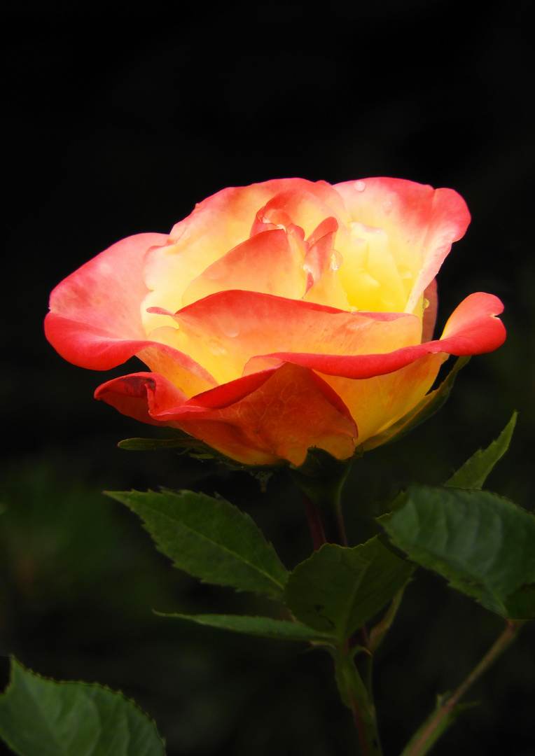 Die leuchtende Rose