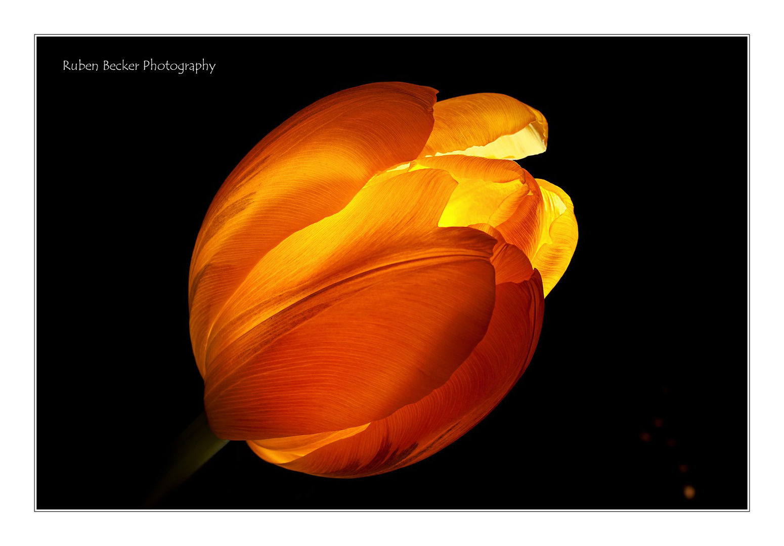 Die leuchtende Tulpe