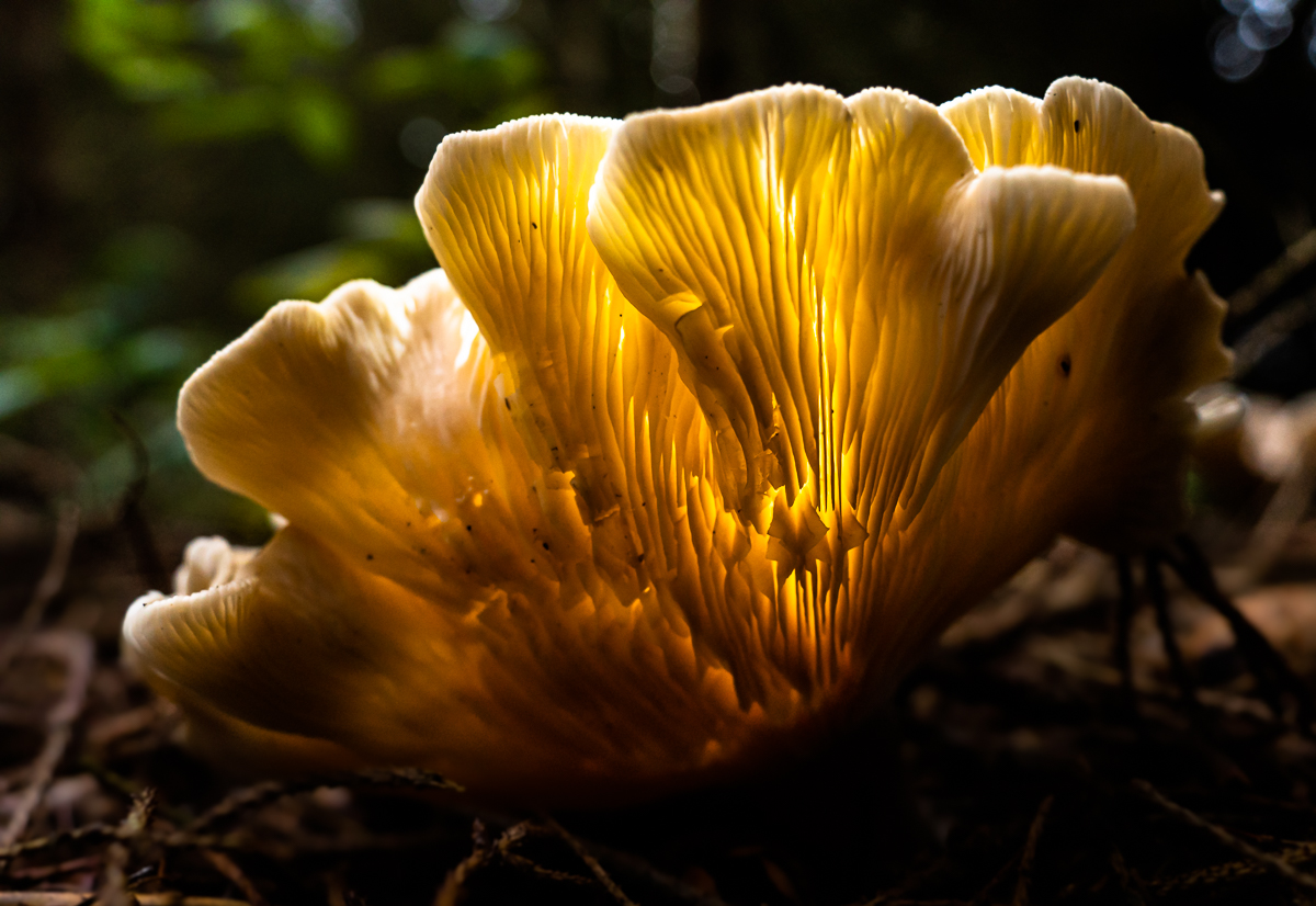 Die leuchtende Waldmuschel