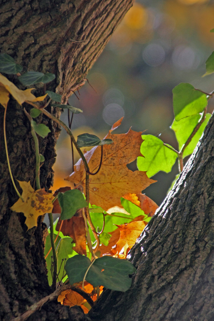 DIE LEUCHTENDEN FARBEN