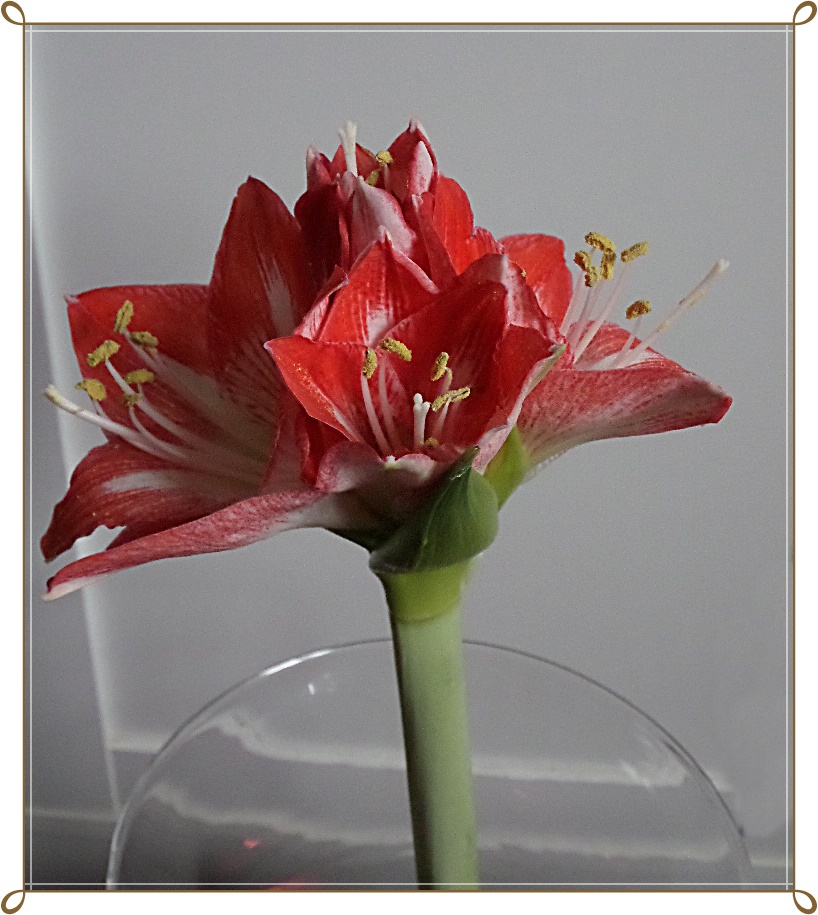 die leuchtenden Farben der Amaryllis...