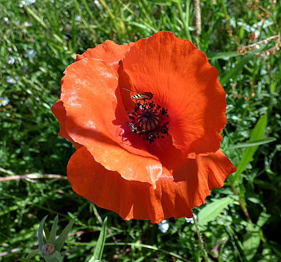 Die leuchtenden Mohnblüten . . .