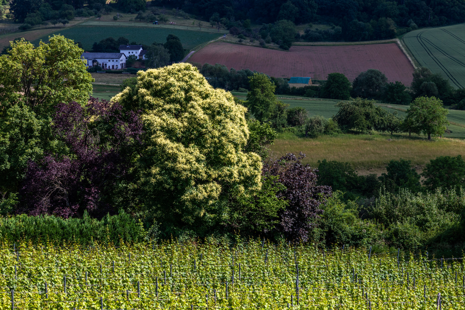 Die leuchteten Blüten