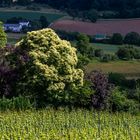 Die leuchteten Blüten