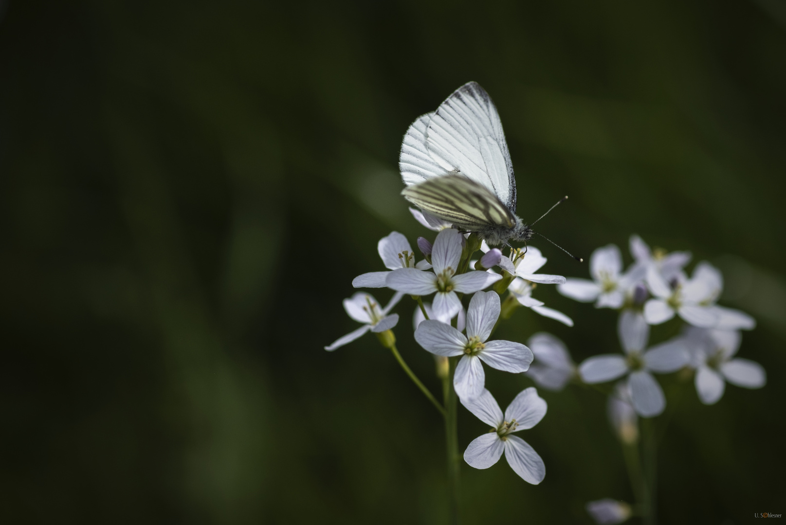 Die Leuchtkraft der Natur