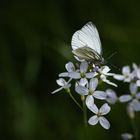 Die Leuchtkraft der Natur