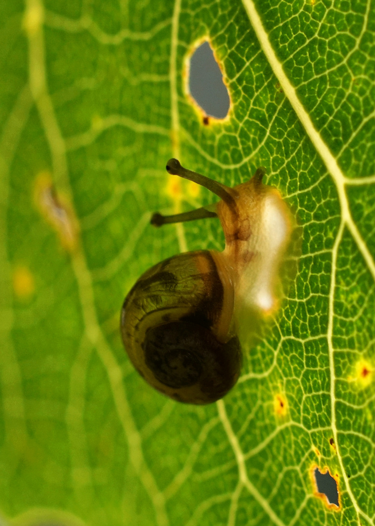 Die Leuchtschnecke - eine neue Spezie?