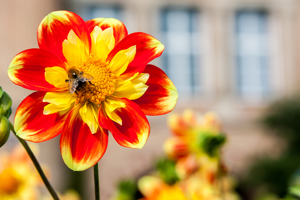 die lezten Blüten