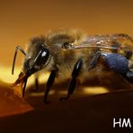 Die leztze Biene im Jahr 2011 (November )