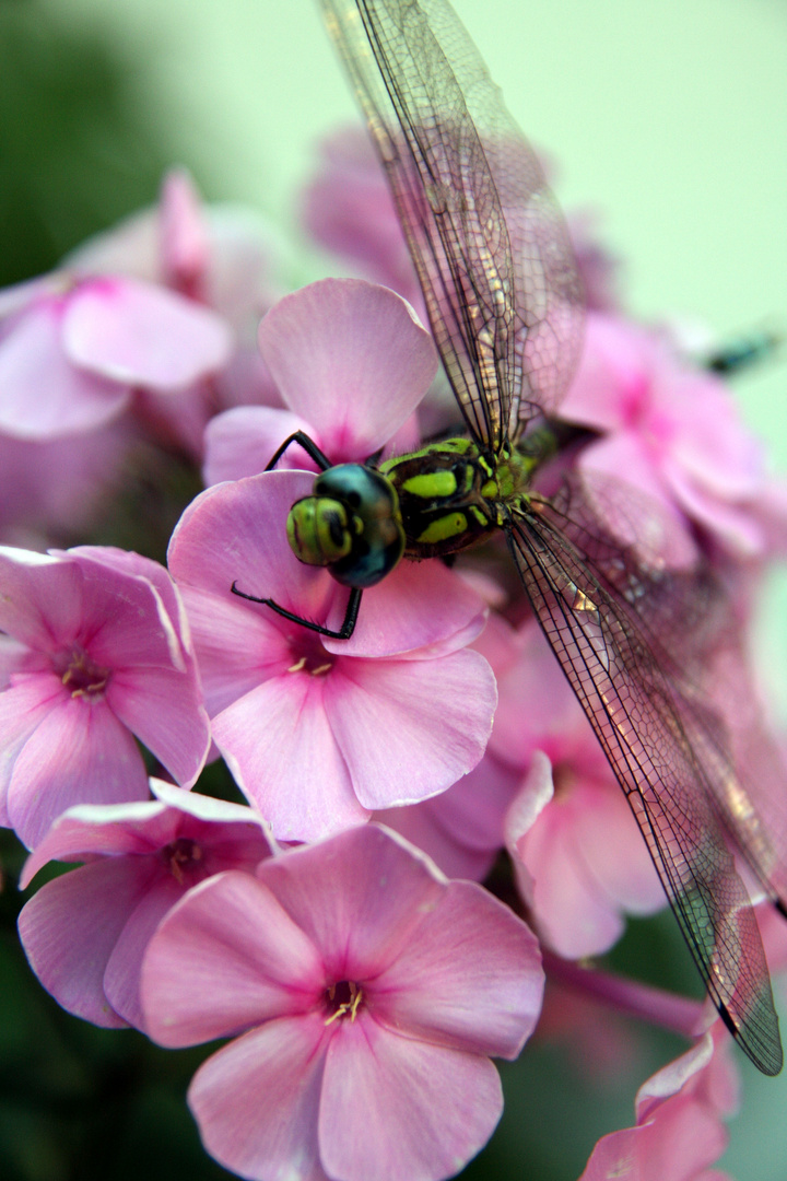 Die Libelle