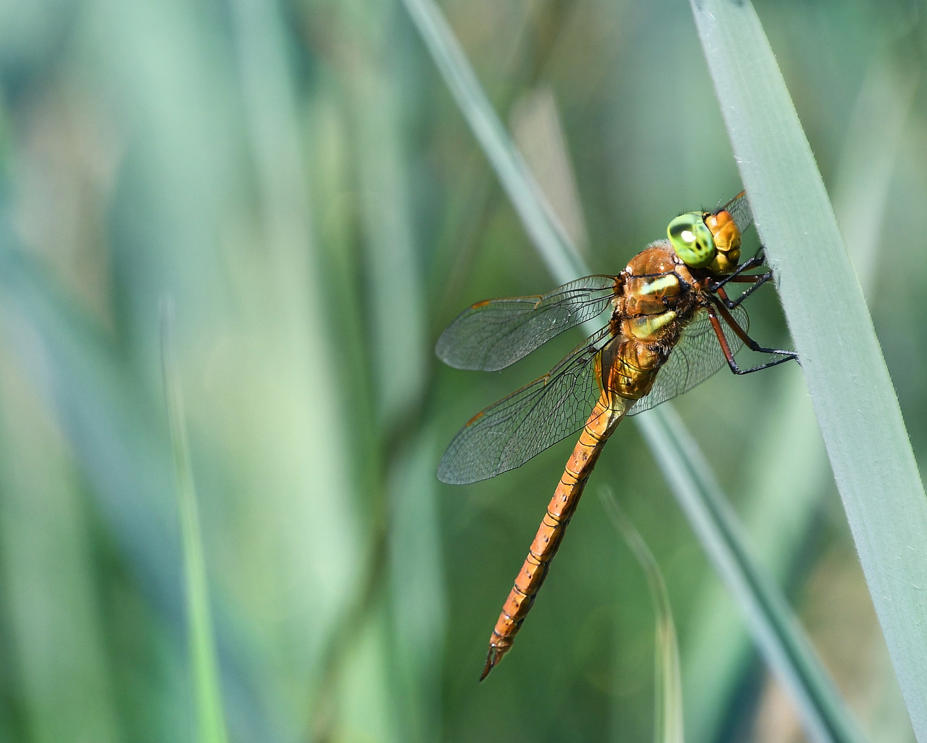 die Libelle