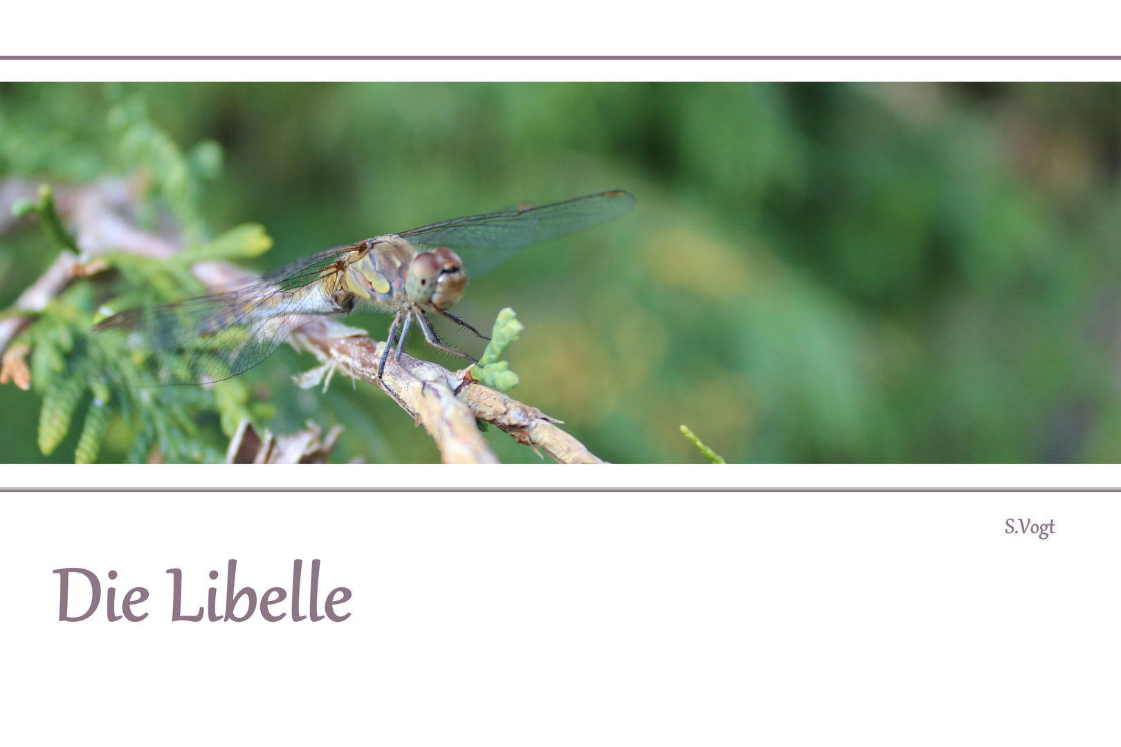 Die Libelle