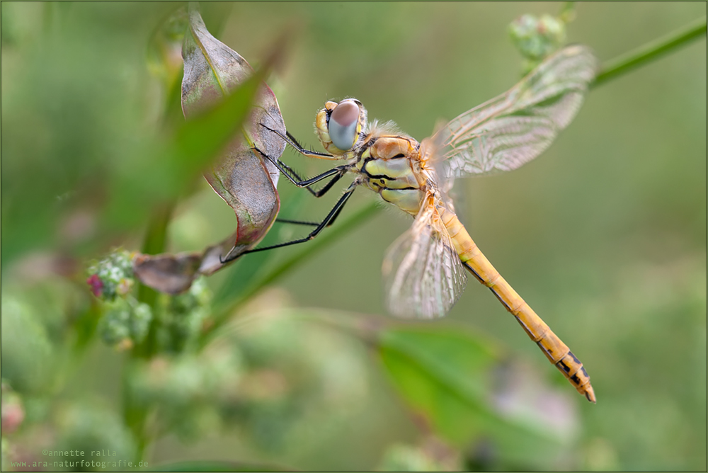 Die Libelle