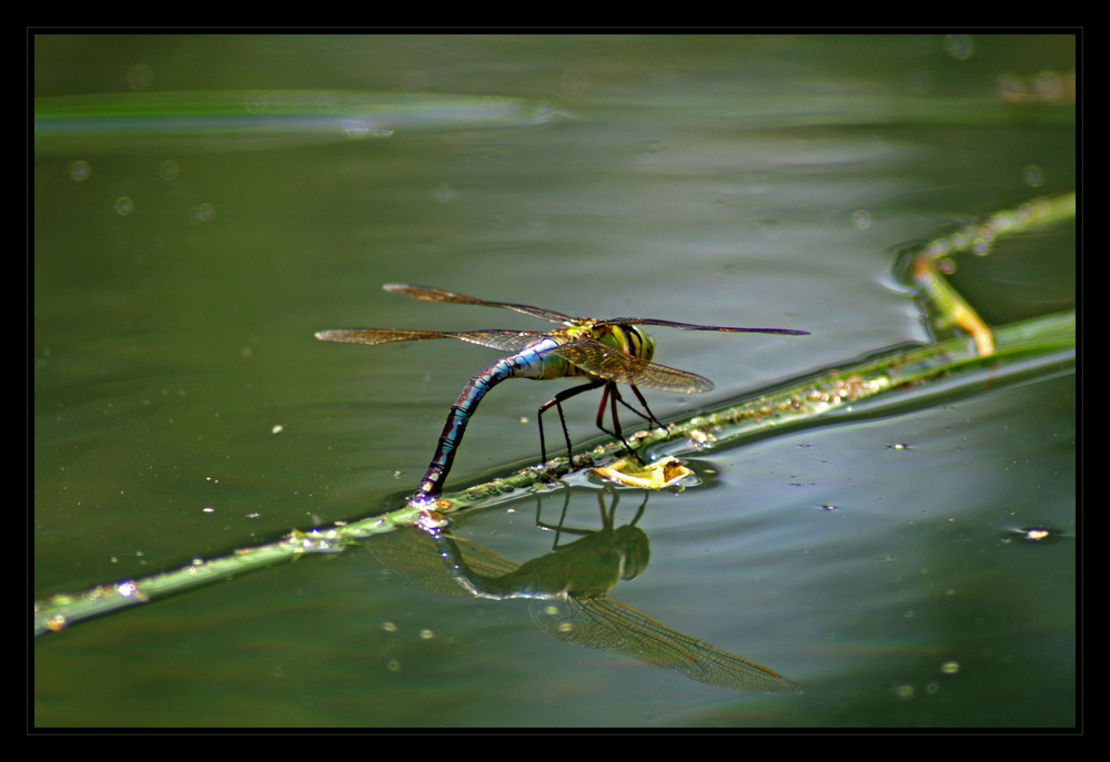 Die Libelle