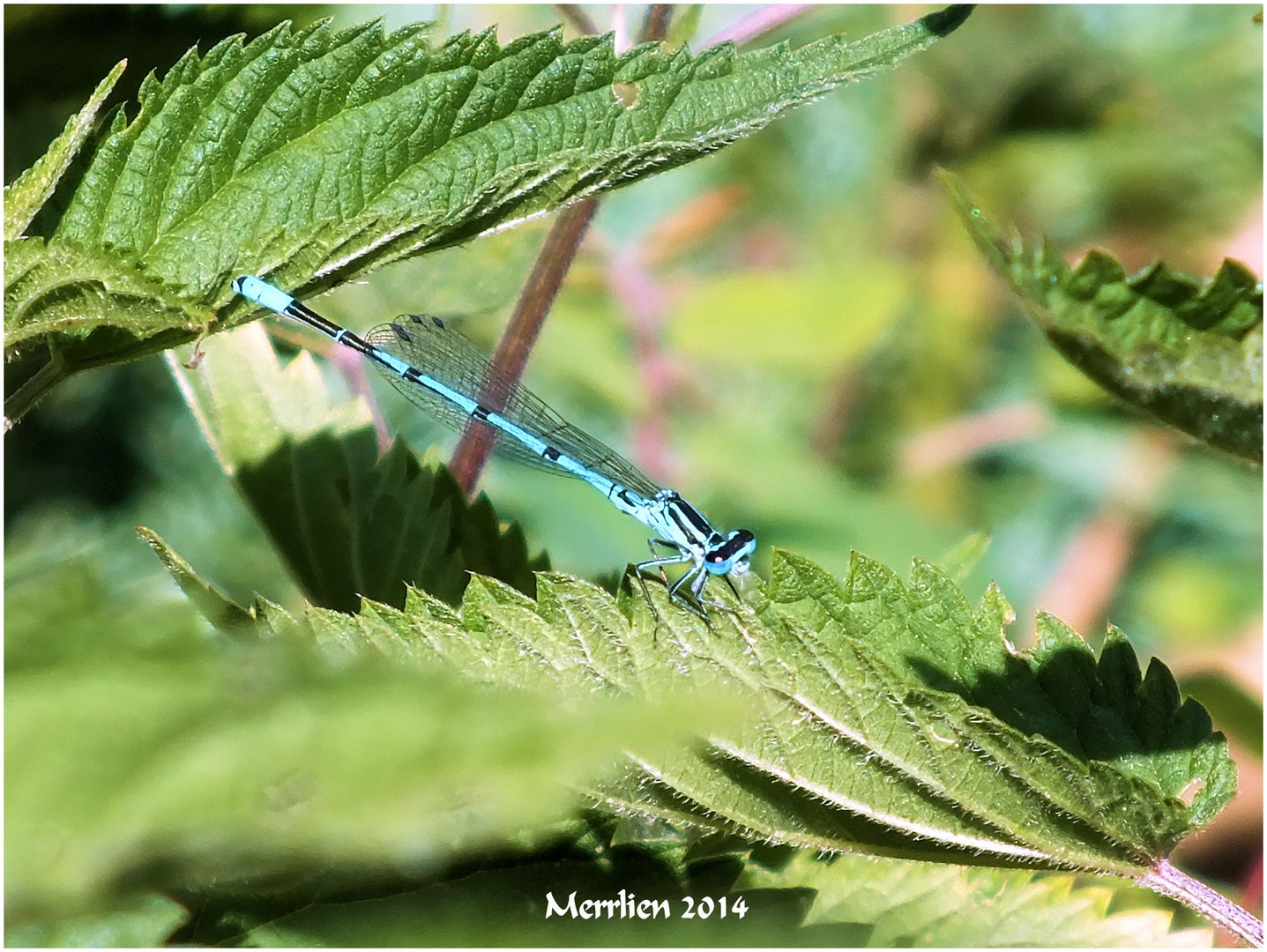 Die Libelle