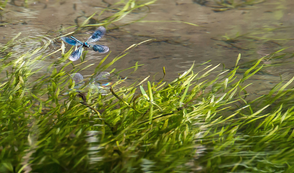 "Die Libelle am Bach"