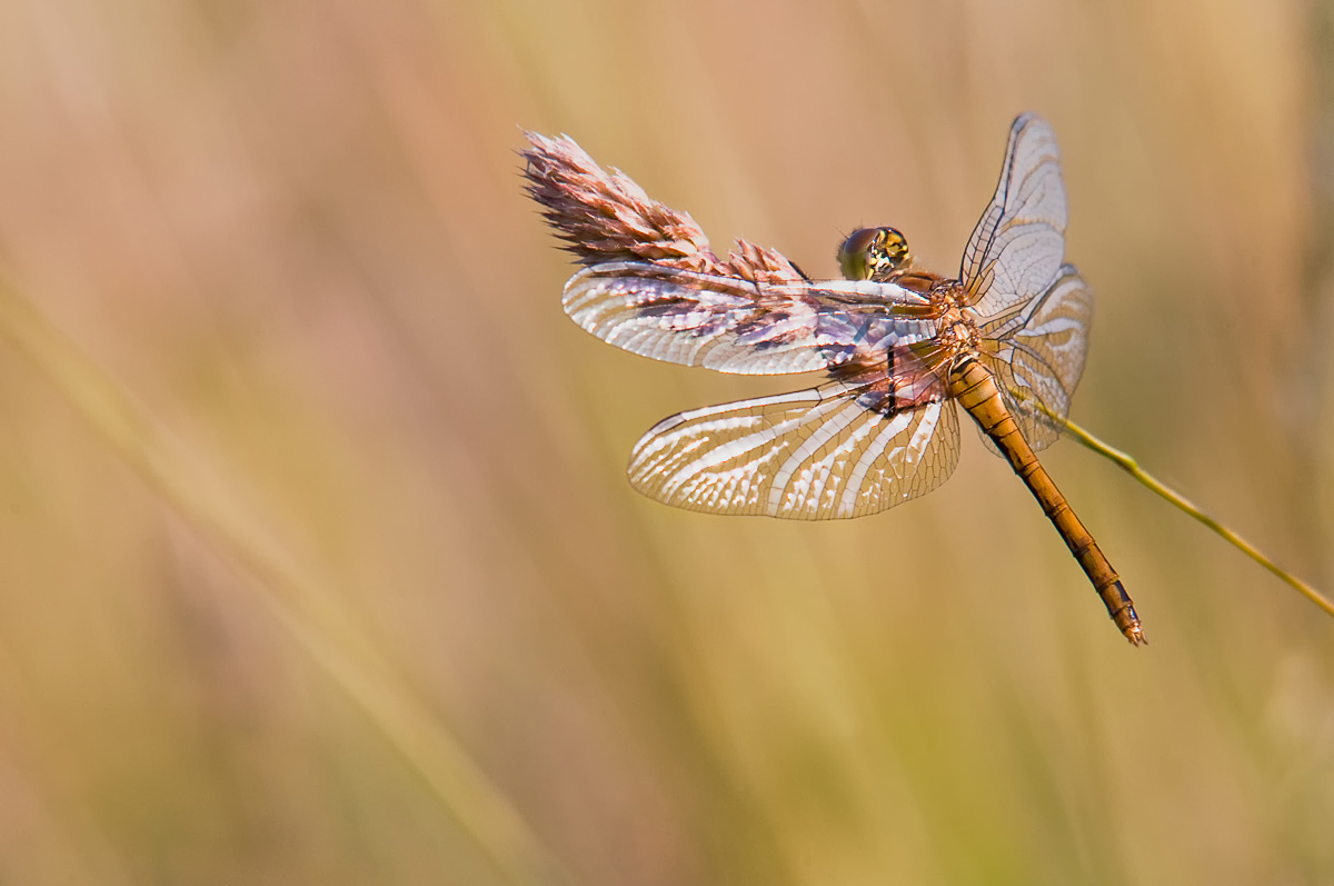 Die Libelle am Grashalm