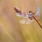 Die Libelle am Grashalm