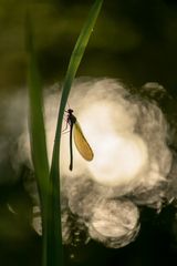 die Libelle am Stängel 