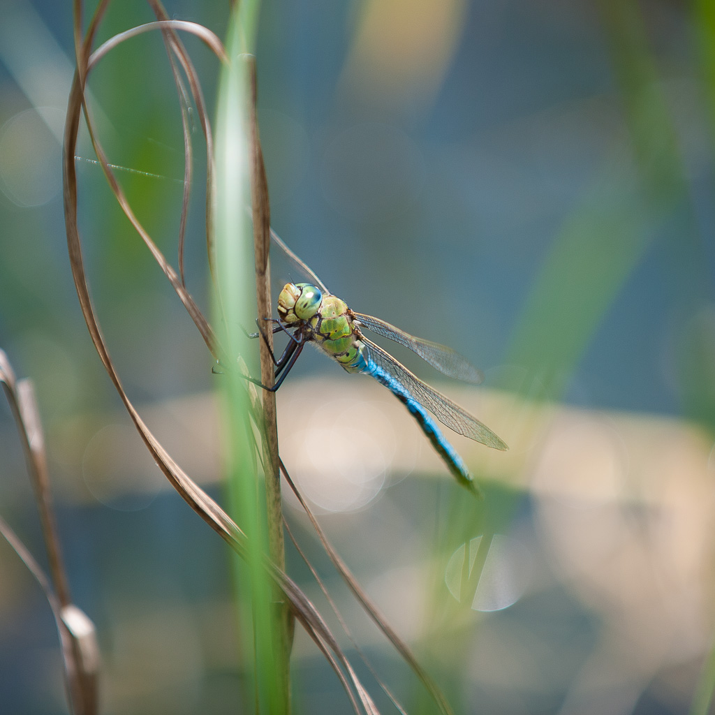 Die Libelle am Teich