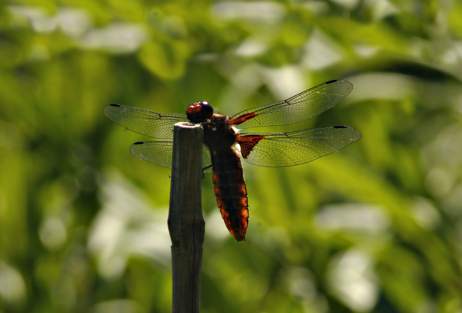 Die Libelle