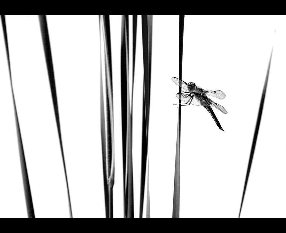 »Die Libelle«
