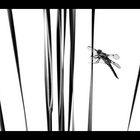 »Die Libelle«