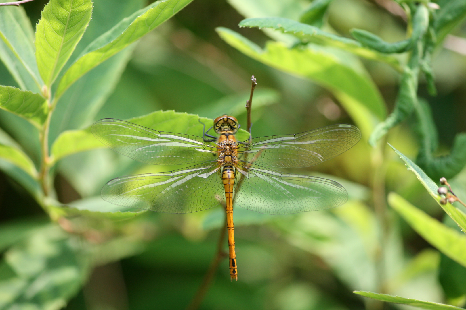 Die Libelle