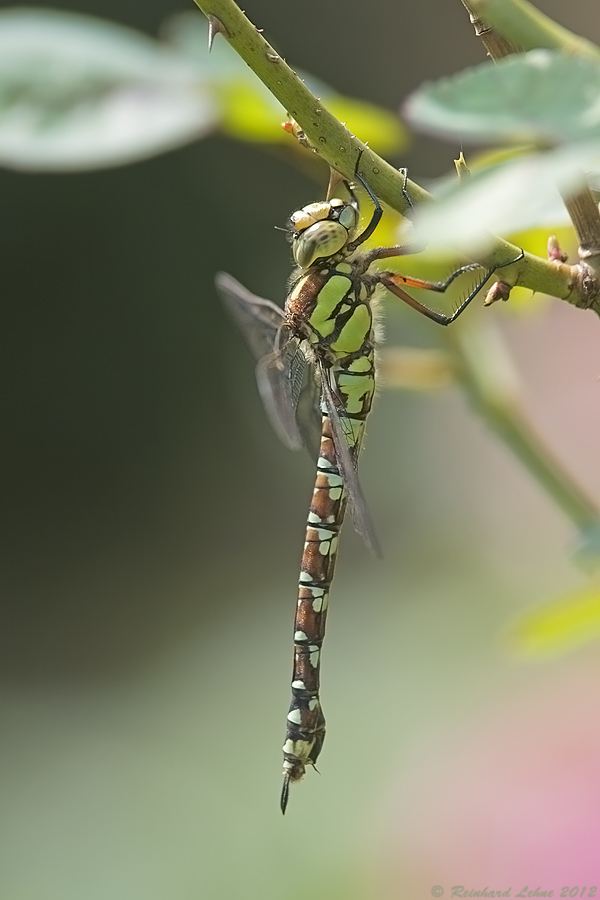 Die Libelle des Jahres 2012 II