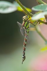 Die Libelle des Jahres 2012 II