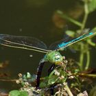 Die Libelle die ich fand.. oh, sind ja zwei...