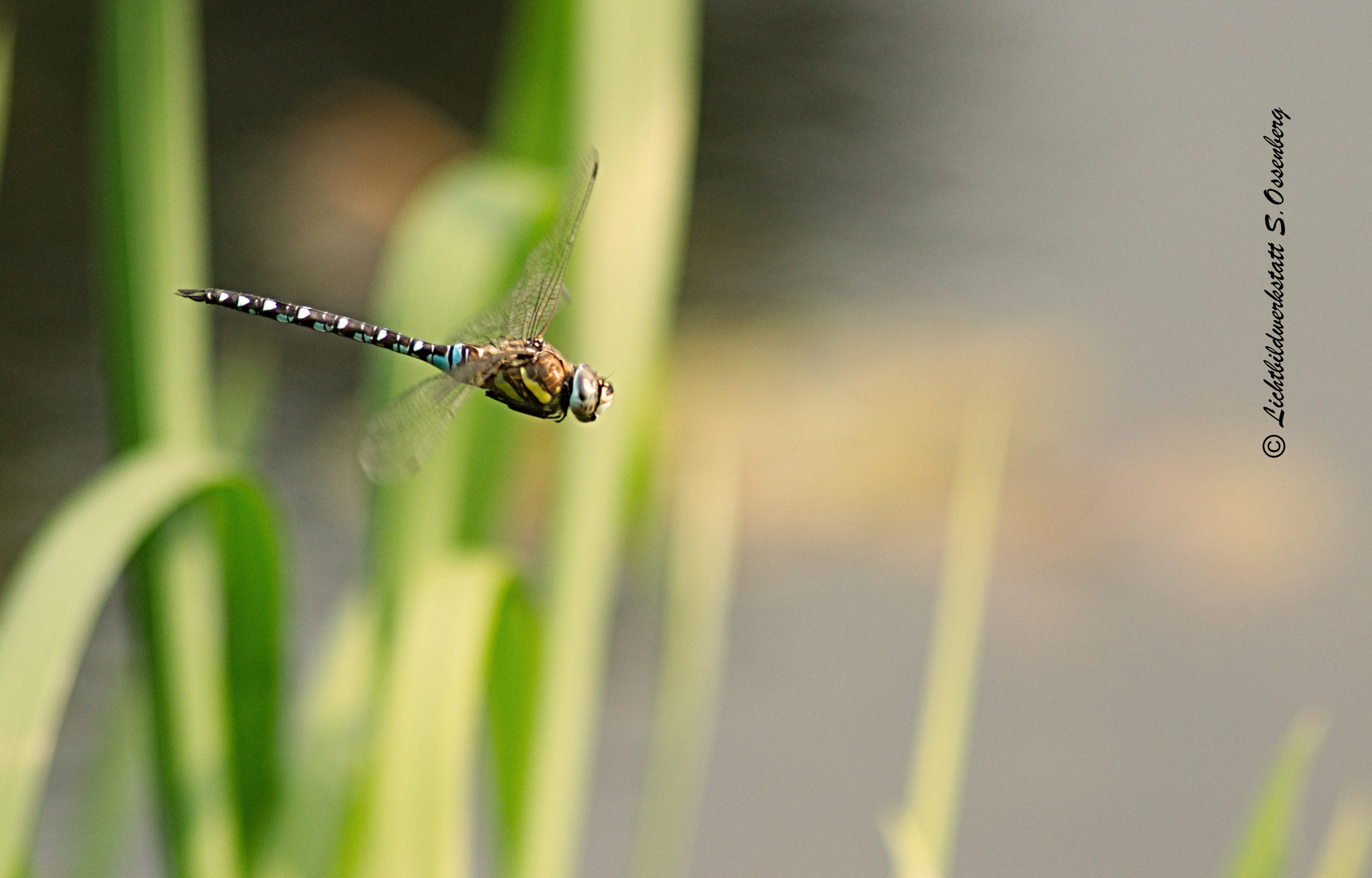 die Libelle fliegt vorbei