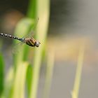 die Libelle fliegt vorbei