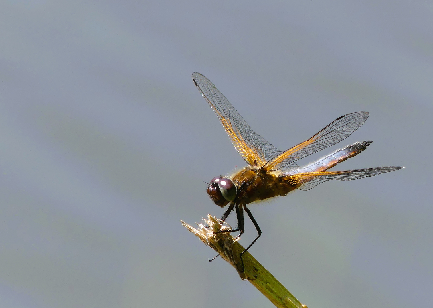 Die Libelle flog immer wieder ihre Sitzwarte an