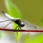 Die Libelle hat Platz genommen