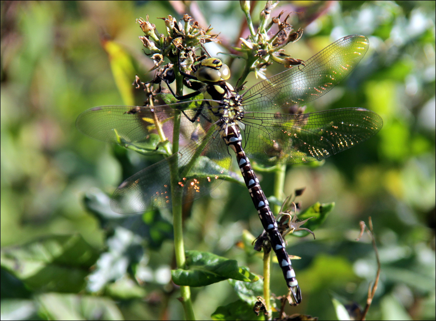 die Libelle ihrer ganzen Pracht