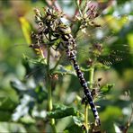 die Libelle ihrer ganzen Pracht