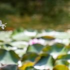 Die Libelle im Flug