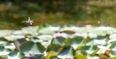 Die Libelle im Flug