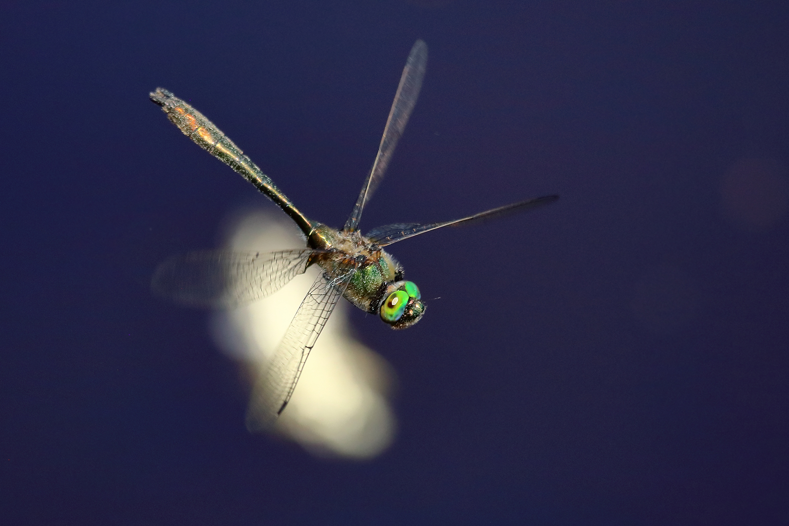 Die Libelle im Flug über den Moorsee!