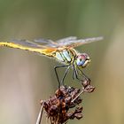 Die Libelle - La libellule