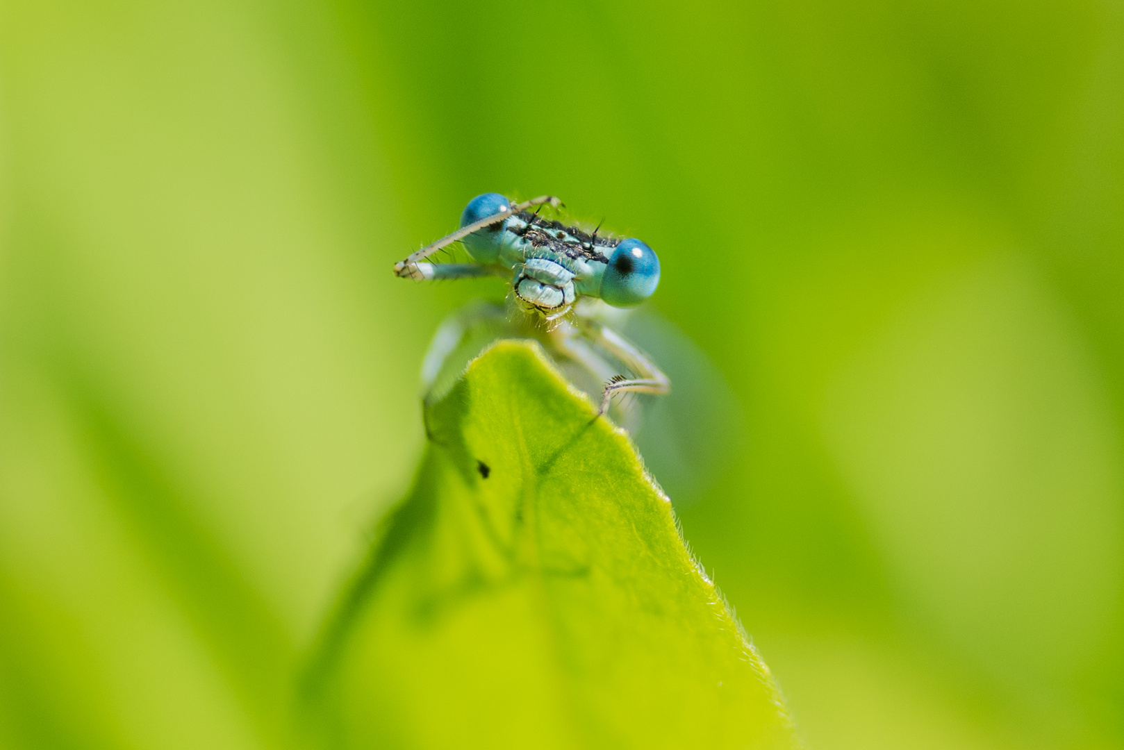 Die Libelle mit den blauen Augen