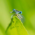 Die Libelle mit den blauen Augen