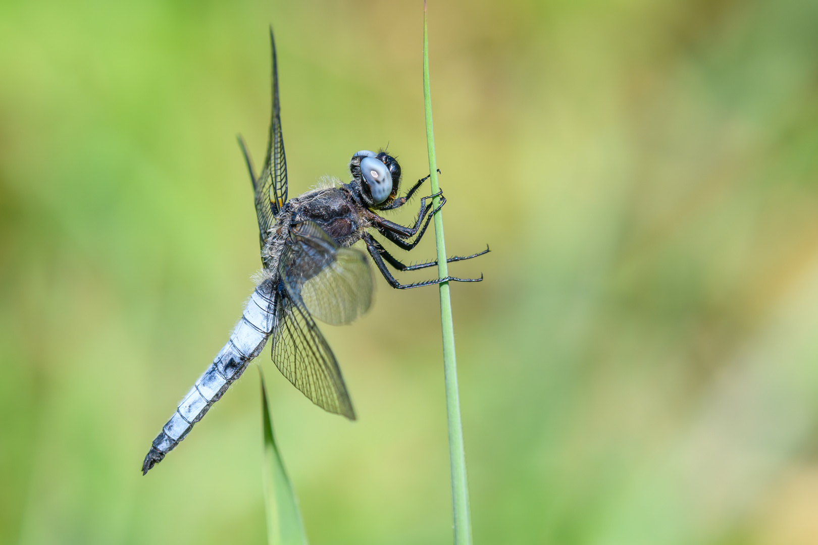 Die Libelle mit den seltsamen Augen (2)