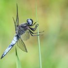 Die Libelle mit den seltsamen Augen (2)