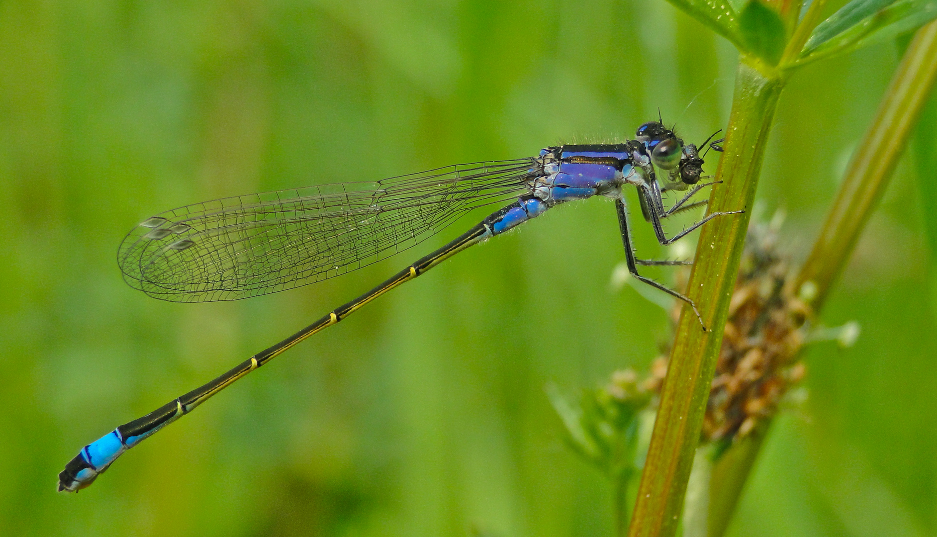 DIE Libelle (Odonata)