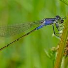 DIE Libelle (Odonata)