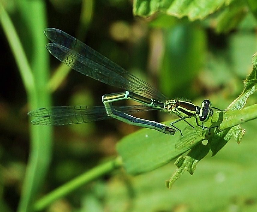 Die Libelle ruht sich auf dem Halm